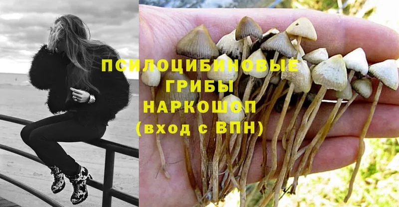 Псилоцибиновые грибы Magic Shrooms  Курлово 